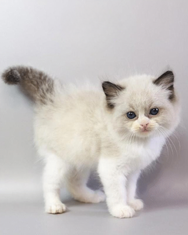 Hector is a Cute Ragdoll Kitten in a Luxurious Fur Coat