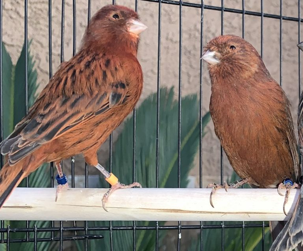 2 (1) Bronze Canary for sale