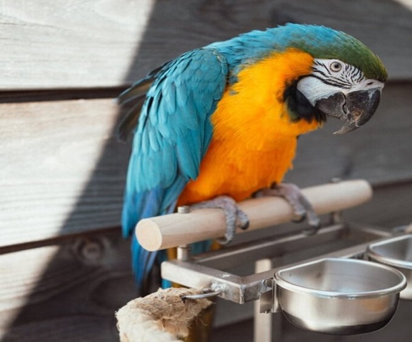 Blue And Gold Macaw Parrot-Napi