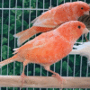 Red Factor Canary for sale