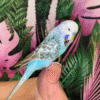 2 Blue Opaline English Budgies for sale (Budgerigar)