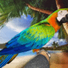 2 Harlequin Macaw Parrot for sale