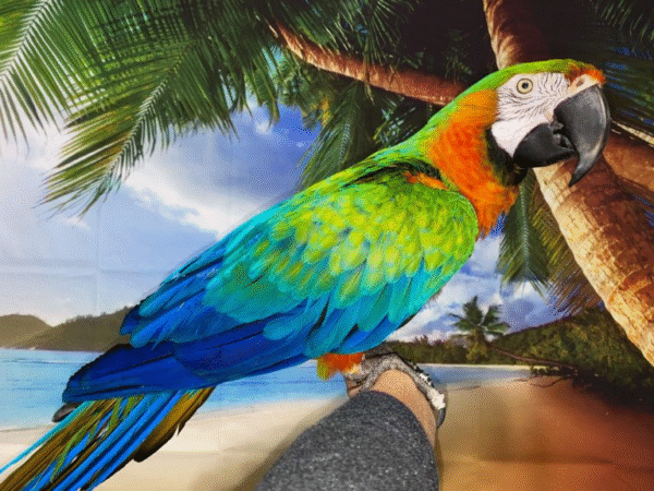 2 Harlequin Macaw Parrot for sale