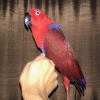 2 Red Sided Eclectus Parrots for sale