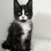 2 (2) Itan is an Elegant Maine Coon Kitten in a Black and White Fur Coat and With a Spectacular "Nose Spot"