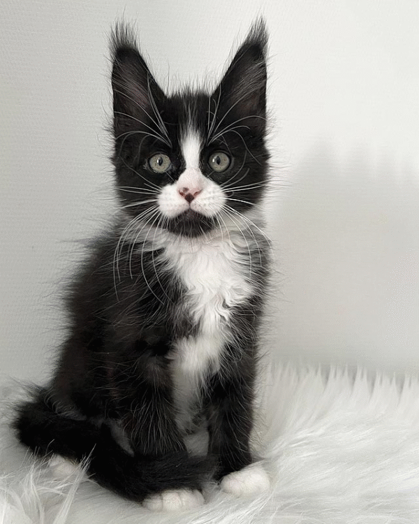 2 (2) Itan is an Elegant Maine Coon Kitten in a Black and White Fur Coat and With a Spectacular "Nose Spot"