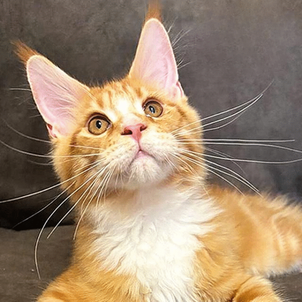 2 (2) Big Handsome Maine Coon Cat With High Ears and a Spectacular Fur Coat