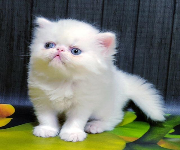 2 (3) Kralya is a Spectacular Persian Kitty in an Exquisite Snow White Fur Coat