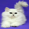 2 (4) Luxurious Persian Handsome Kitten Yarik