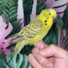 2 Cinnamon Olive English Budgie for sale (Budgerigar)