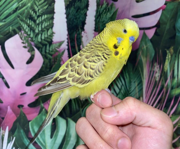 2 Cinnamon Olive English Budgie for sale (Budgerigar)