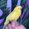 2 Lutino Yellow English Budgies for sale