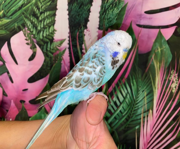2 Blue Opaline English Budgies for sale (Budgerigar)