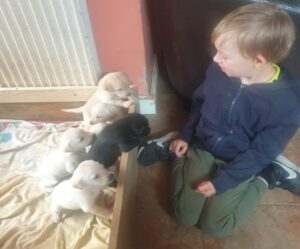 20250730_075120 KC REGISTERED, FULLY HEALTH TESTED LABRADOR RETRIEVER PUPS