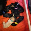 20250806_201314 AKC Registered Puppies, gundogs or pets or both!