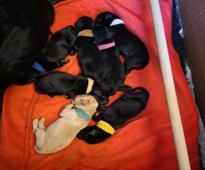 20250806_201314 AKC Registered Puppies, gundogs or pets or both!