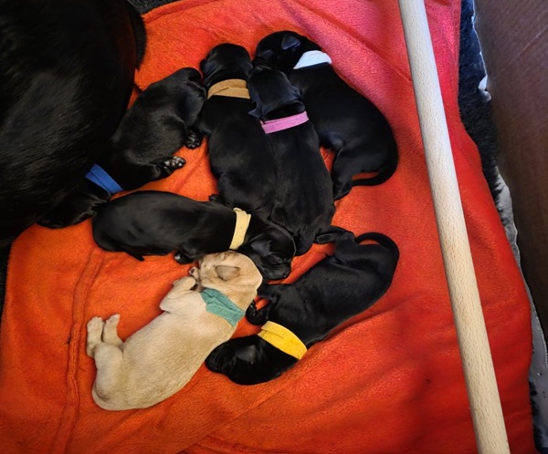 20250806_201314 AKC Registered Puppies, gundogs or pets or both!