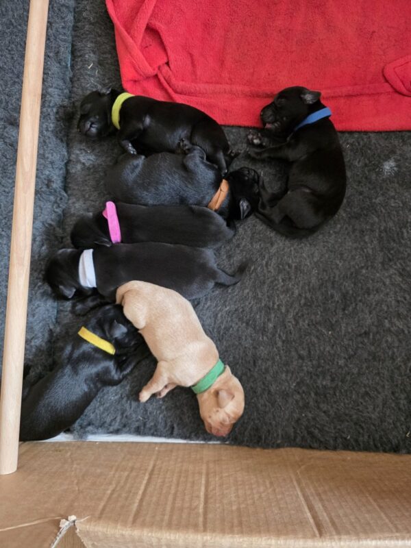 20250809_135359 AKC Registered Puppies, gundogs or pets or both!