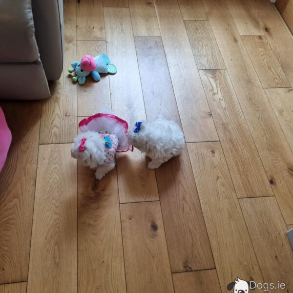 Miniature Maltese Pedigree House Trained
