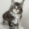3 (1) Ivy is an Exquisite Maine Coon Beauty With a Delicate Blue Silver Marble Color