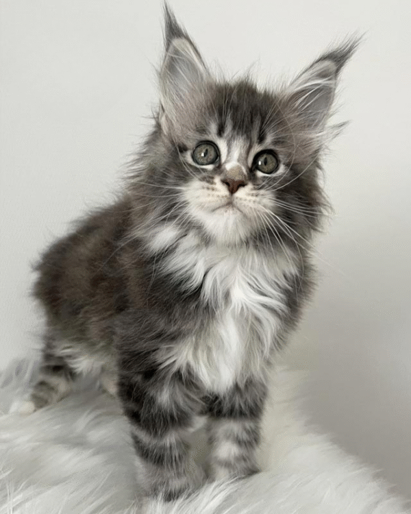 3 (1) Ivy is an Exquisite Maine Coon Beauty With a Delicate Blue Silver Marble Color