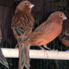 3 (1) Bronze Canary for sale