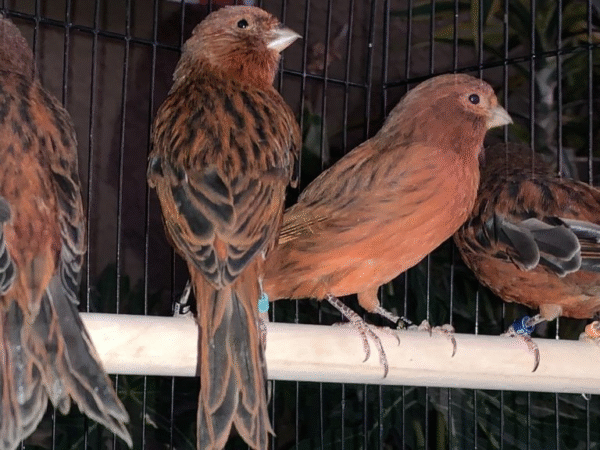 3 (1) Bronze Canary for sale
