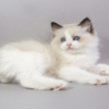 Ragdoll Kitten in a Soft Fluffy Fur Coat Fantik