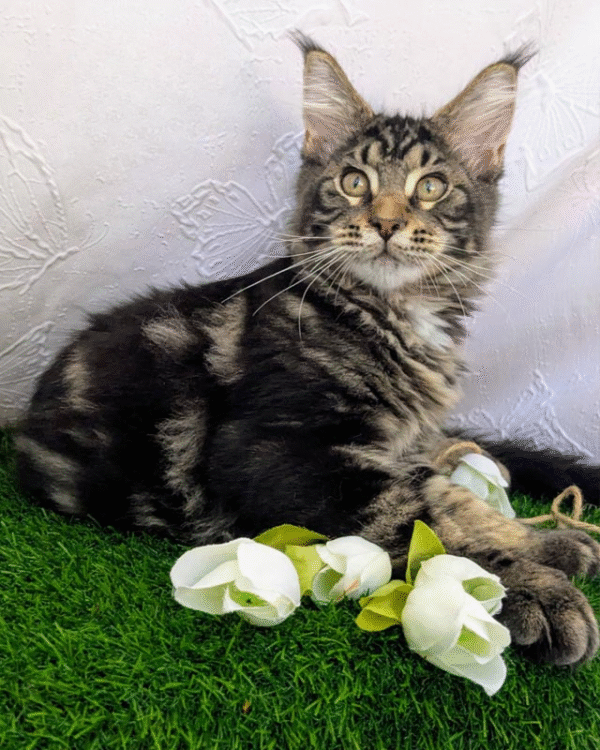 3 (2) Ocean is a Large Maine Coon Kitten in a Marble Fur Coat