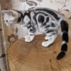 3 Graceful American Shorthair Kitten