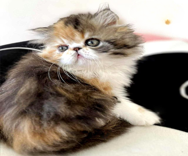 3 (2) Tame and Playful Persian Beauty in a Bright Tortoiseshell White Outfit Ornella