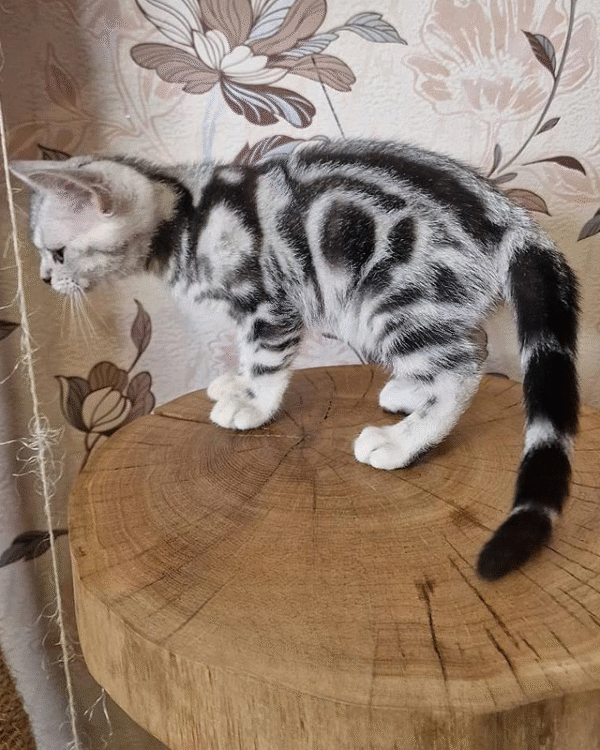 3 Graceful American Shorthair Kitten