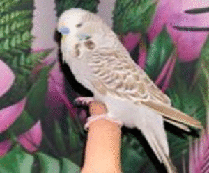 Cinnamon Grey English Budgies for sale (Budgerigar)