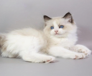 Ragdoll Kitten in a Soft Fluffy Fur Coat Fantik