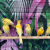 3 Golden Canary Bird for sale