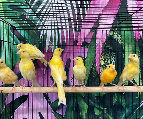 3 Golden Canary Bird for sale