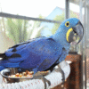 3 Hyacinth Blue Macaw Bird for sale