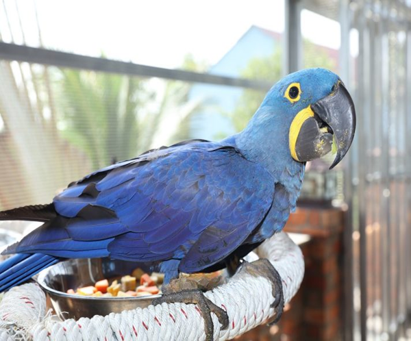 3 Hyacinth Blue Macaw Bird for sale
