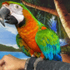 3 Harlequin Macaw Parrot for sale