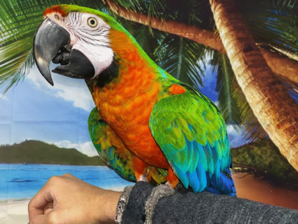 3 Harlequin Macaw Parrot for sale