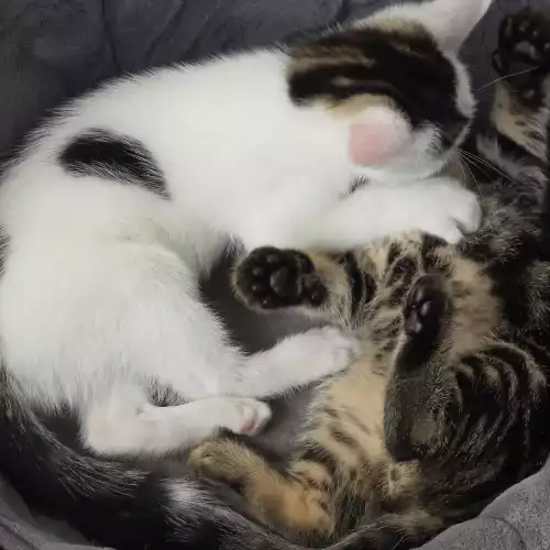 3 Mix Domestic Shorthair & Domestic Longhair