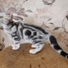 4 Graceful American Shorthair Kitten