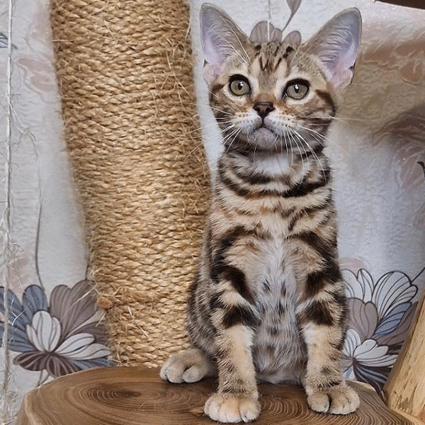 4 Cute American Shorthair Kitty in a Luxurious Fur Coat