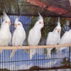4 Albino Cockatiel for sale