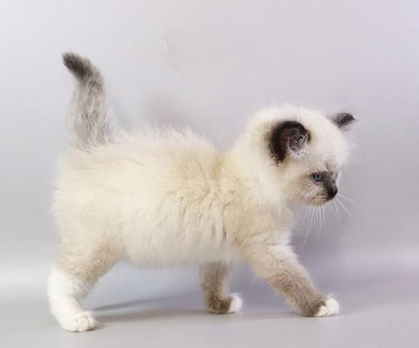 4 Haritosha is an Elegant Ragdoll Kitten