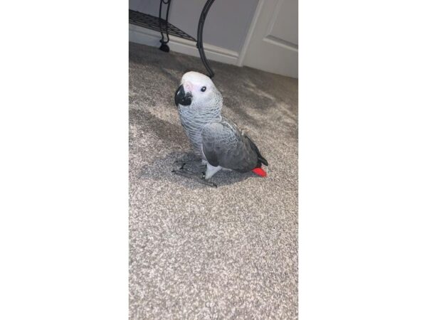 Baby African grey parrot
