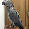 African gray