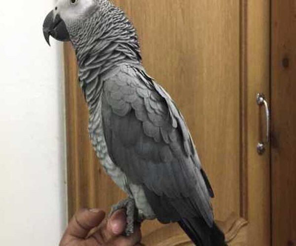 African gray