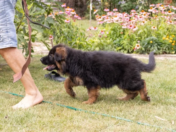 BAJAsa Varick – German Shepherd Dog