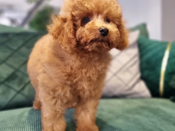 BP00466top240613_M1_12.jpg.852.639.1